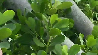 Petite Blonde Neighbor Aria Banks Comes Over for Sex with Neighbor