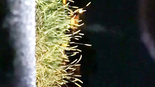 Hot American Milf Gets Pussy Stretched