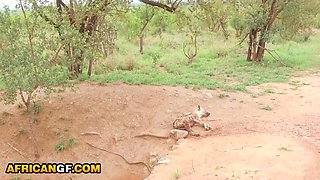 Real Black Babe Pussy Railed POV By Hung White Tourist In Safari Van - Ebony