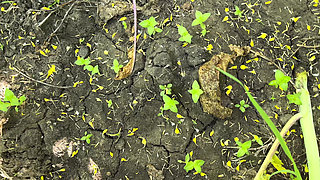 Sasumaa Jamai Ke Sath Outside Kheto Me Romance XXX Video