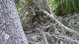 Bts Nature Walk and Masturbation on Trail