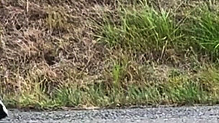 Outdoor Female Exhibitionist: Hitchhiking Flash