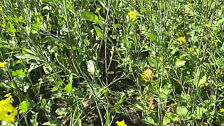 Stepmother in Low Ko Jamai Ne Sarso Ke Khet Me Kiya Romance