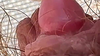 Amateur Hairy Girl Mastubates in Closeup with Huge Clit