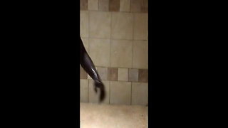 Ebony upside down shower twerking.
